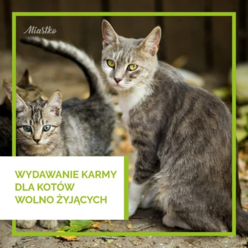 Zdjęcie: Wydawanie karmy dla wolno żyjących kotów