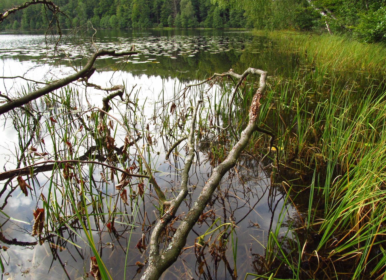 Zdjęcie: Burmistrz Miastka informuje, że Regionalny Dyrektor Ochrony Środowiska w Gdańsku przystępuje do ustanowienia planu zadań ochronnych dla obszaru Natura 2000 Jezioro Piasek PLH220013