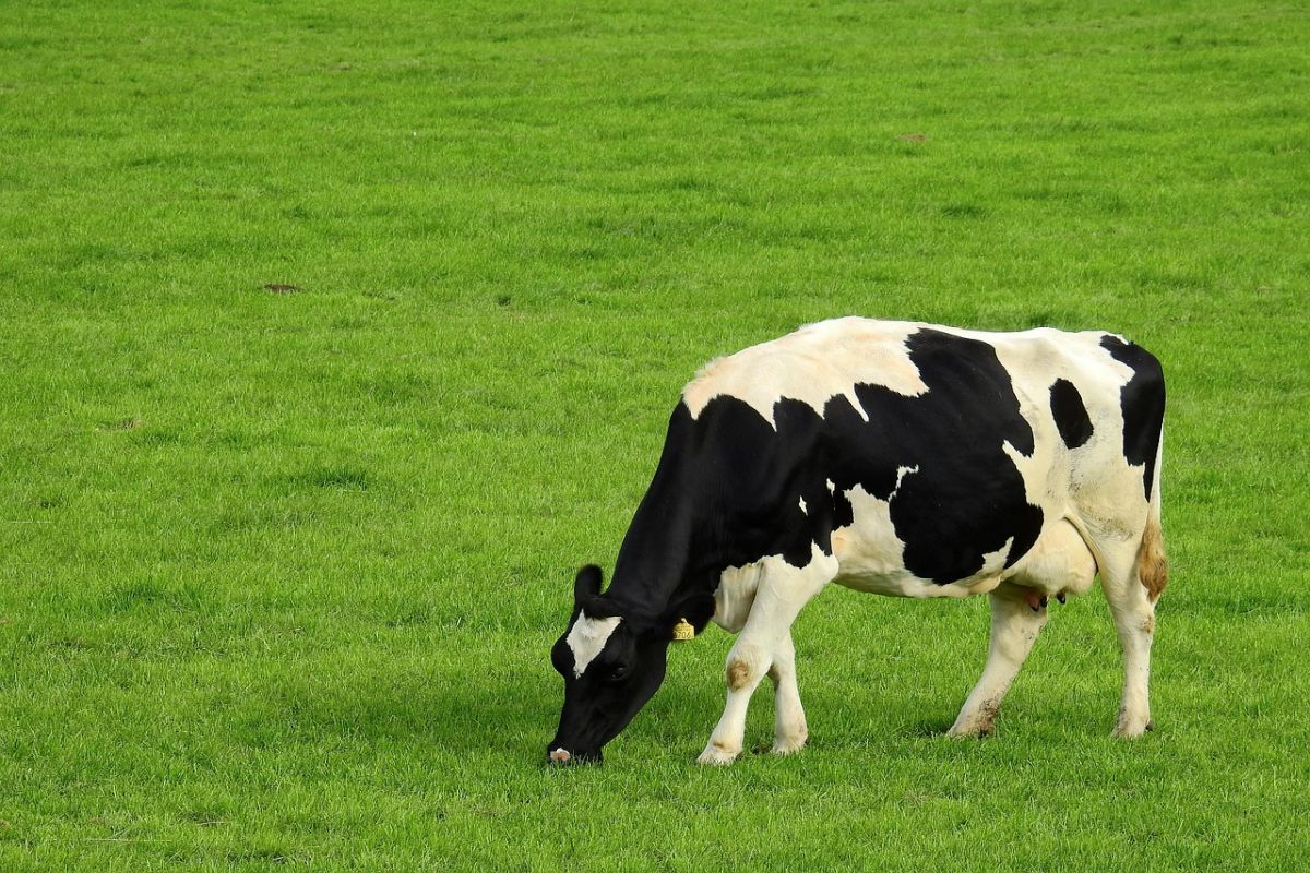Zdjęcie: Komunikat GLW w sprawie pryszczycy