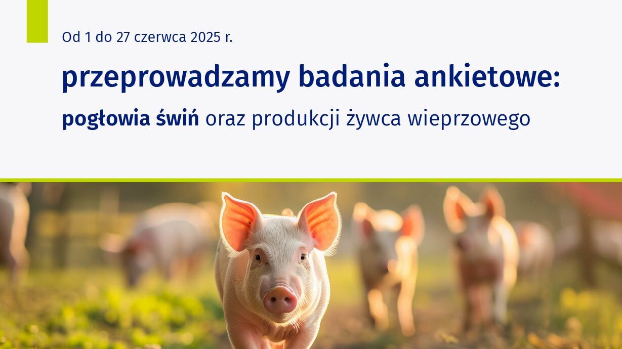 Zdjęcie: Badanie pogłowia świń oraz produkcji żywca wieprzowego