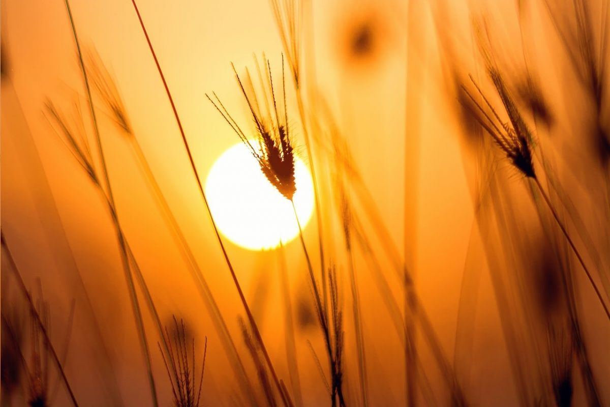 Zdjęcie: Ostrzeżenie przed upałem